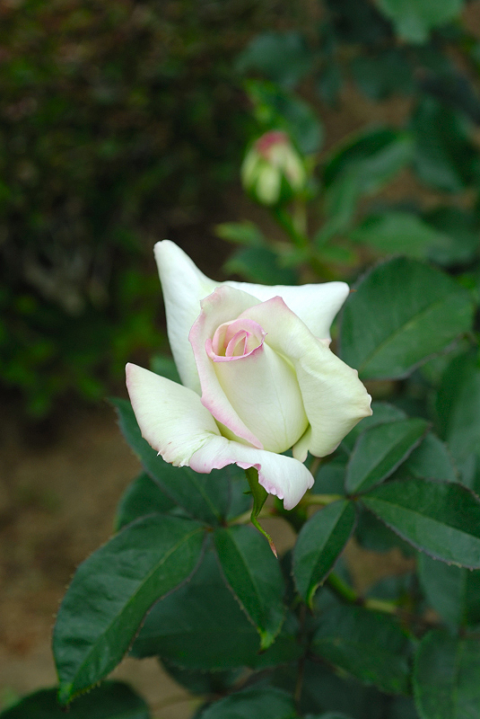 image0243