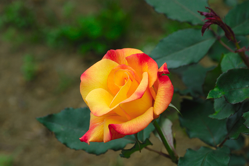 image0246