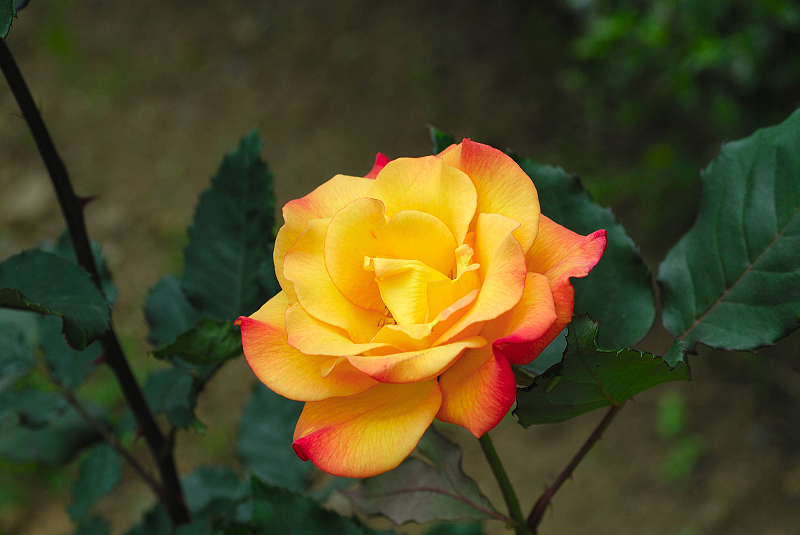 image0247