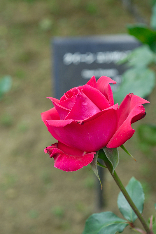image0250