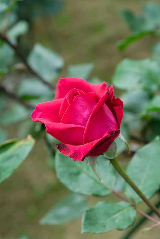 image0251