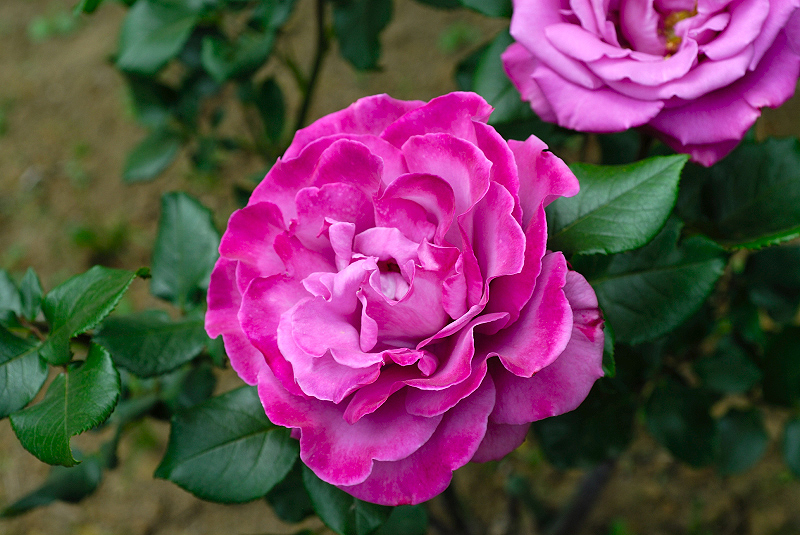 image0252