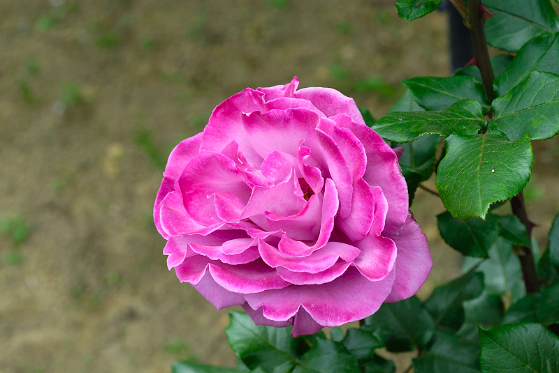 image0253