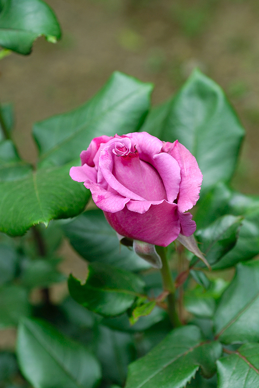 image0255