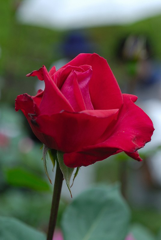 image0260