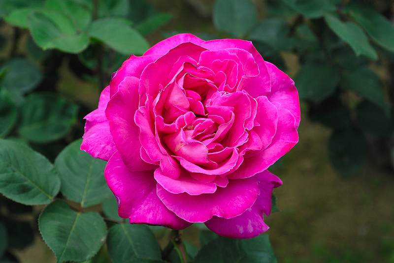 image0262