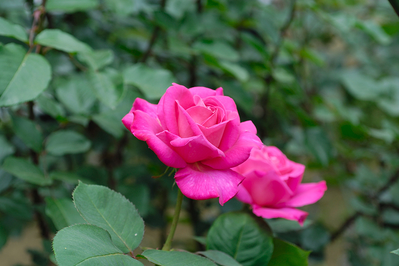 image0263