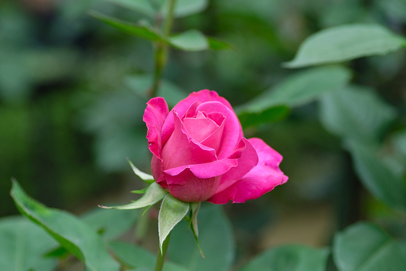 image0265