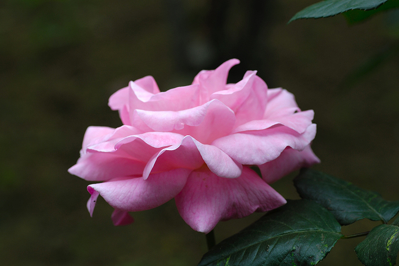 image0267