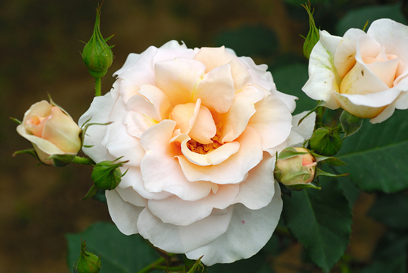 image0270
