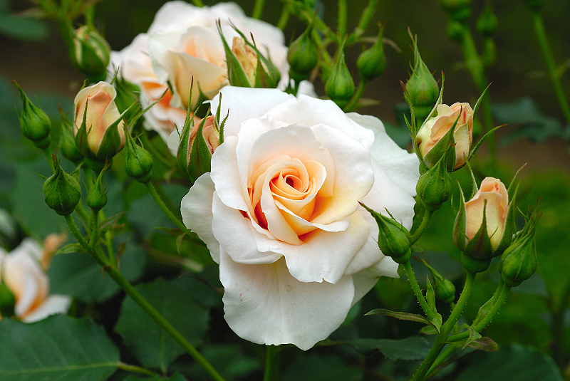 image0274