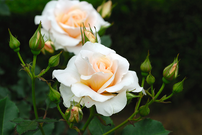image0275