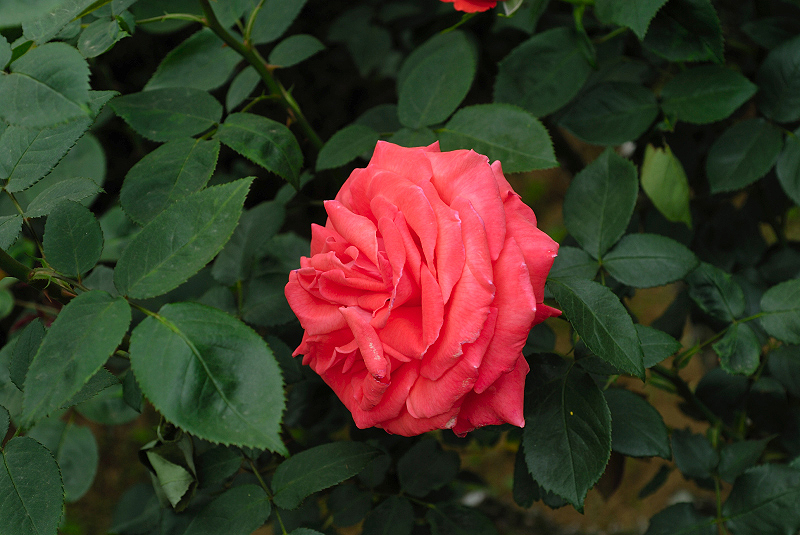 image0278