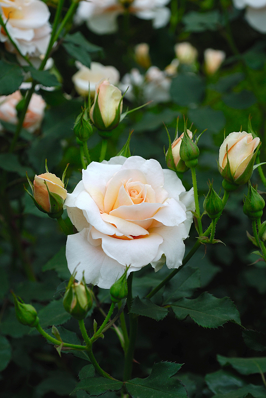 image0286