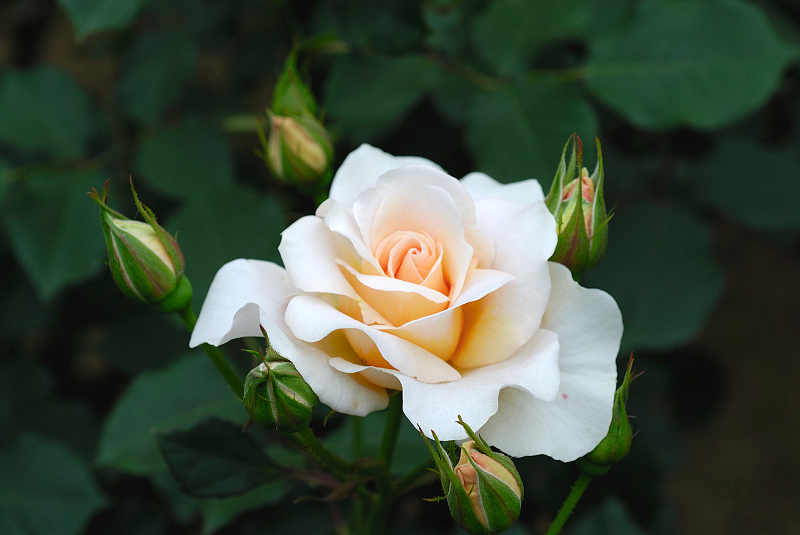 image0287