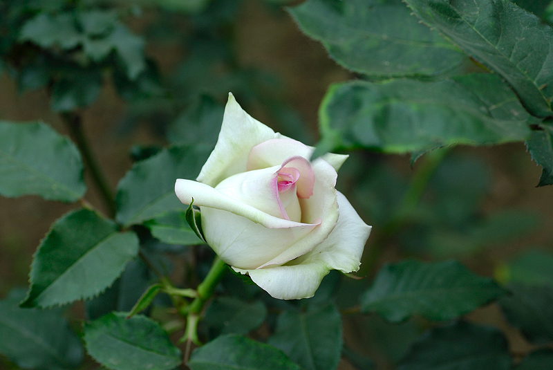 image0294