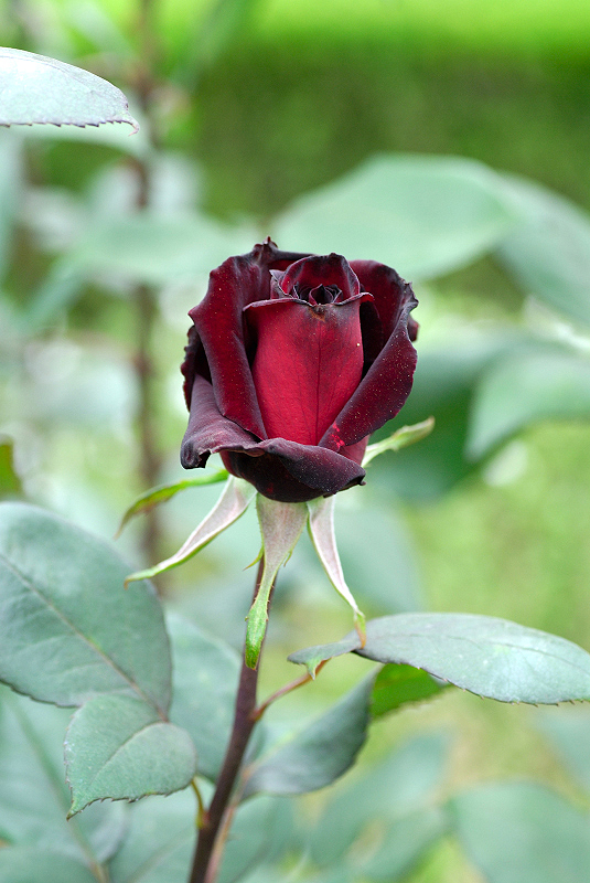 image0295