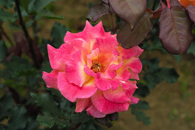 image0304
