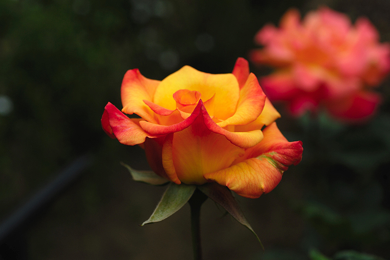 image0306