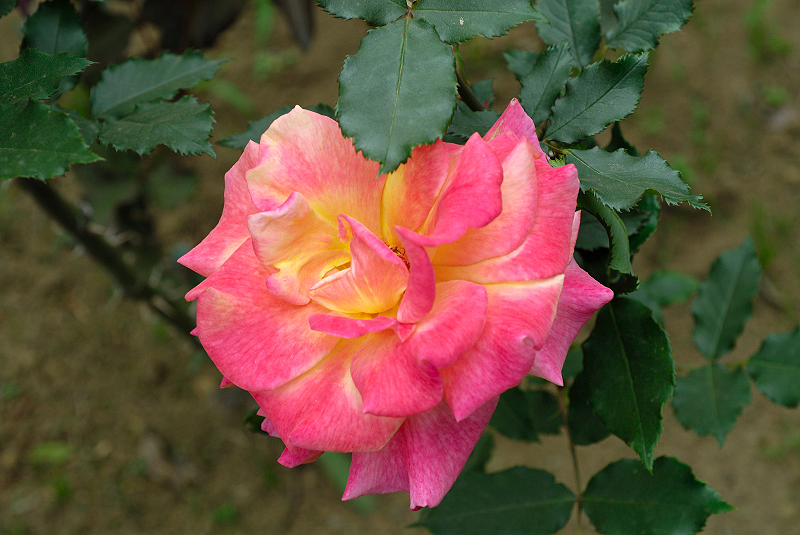 image0308