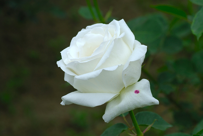 image0313