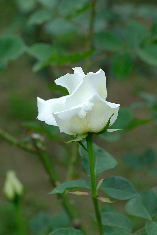image0315