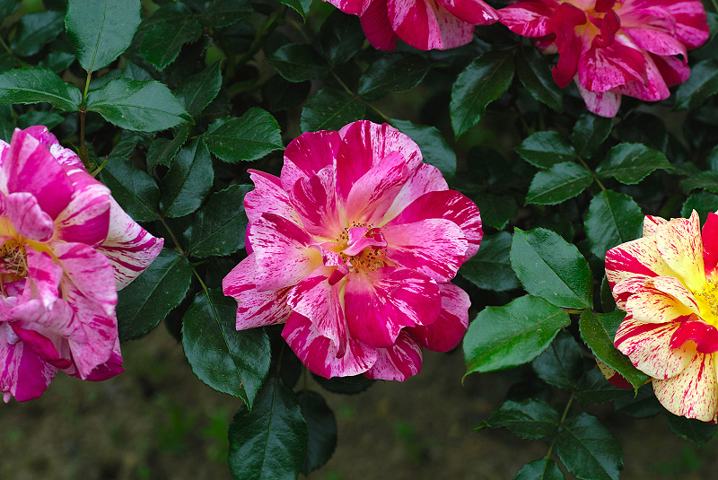 image0318