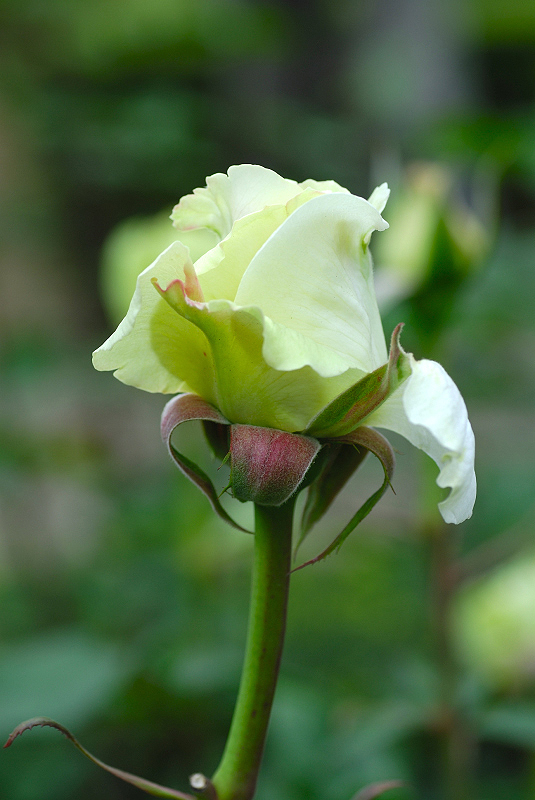image0323