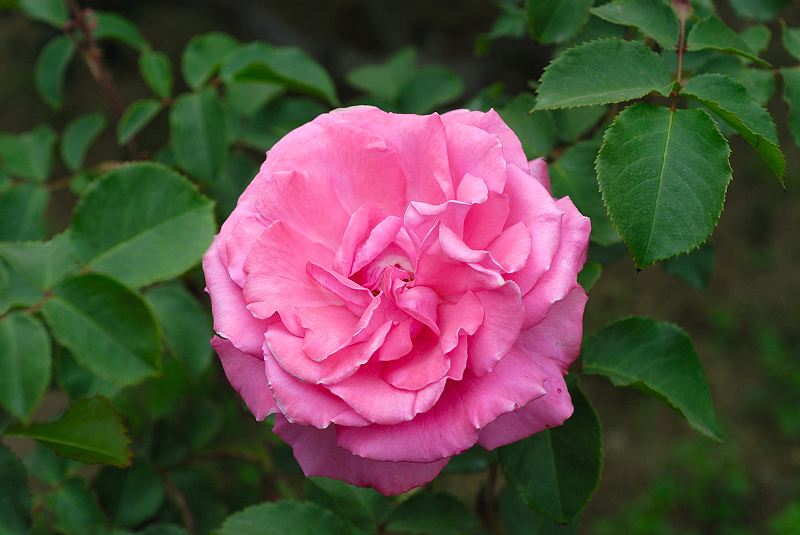 image0330