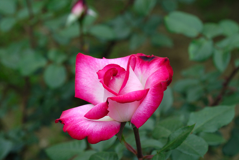 image0337