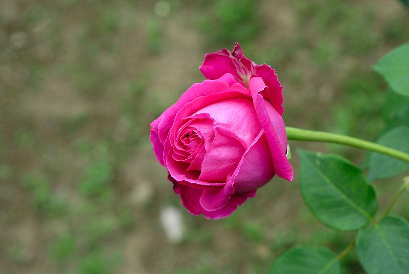 image0338