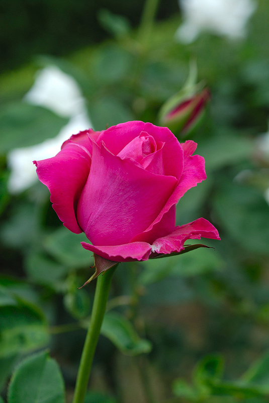 image0339