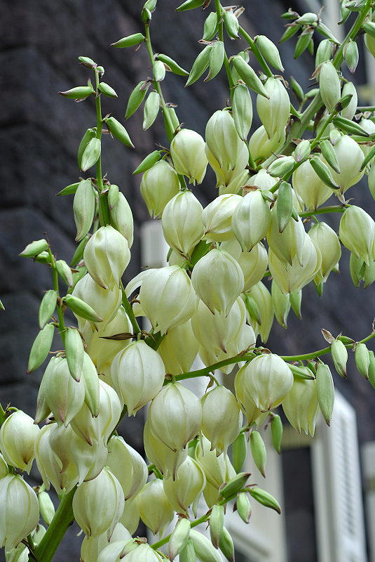 image0342