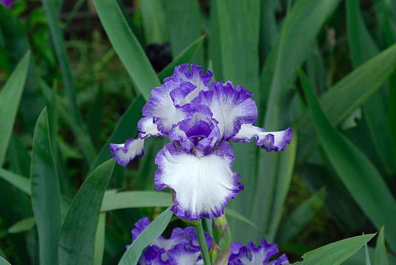 image0345