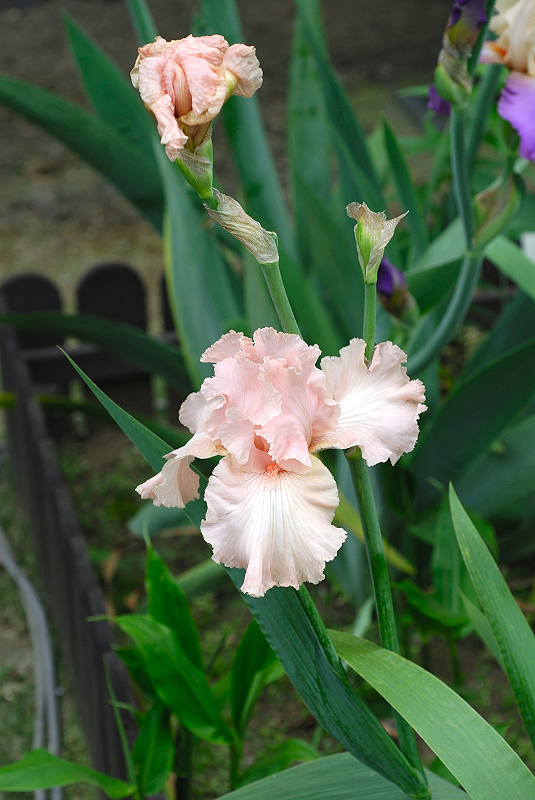 image0349