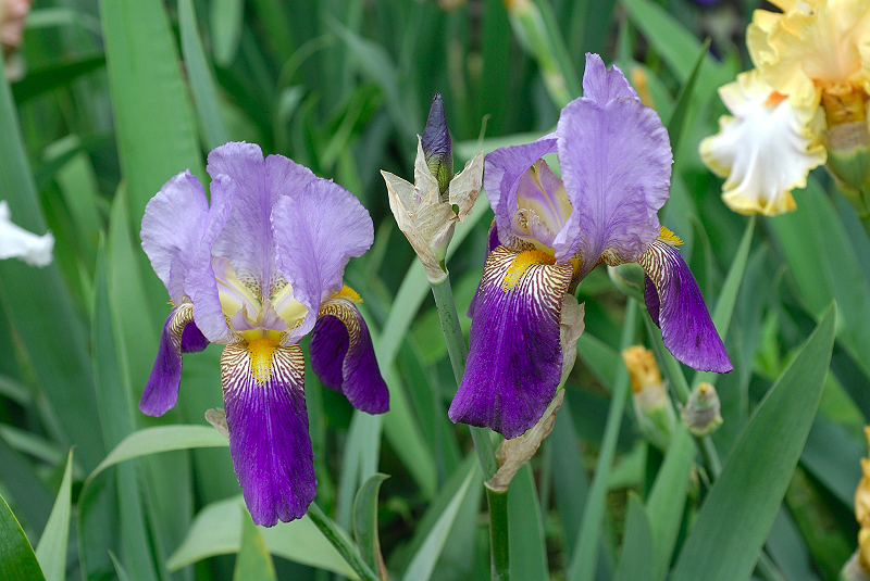 image0354