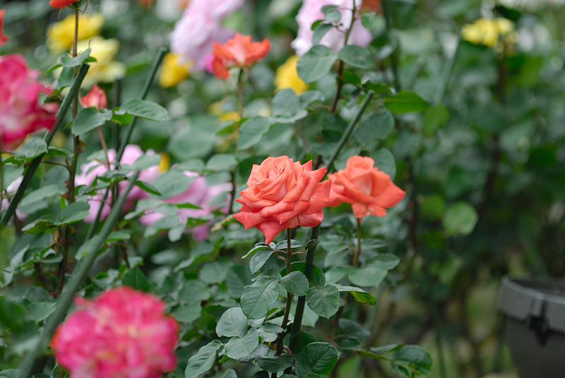 image0367