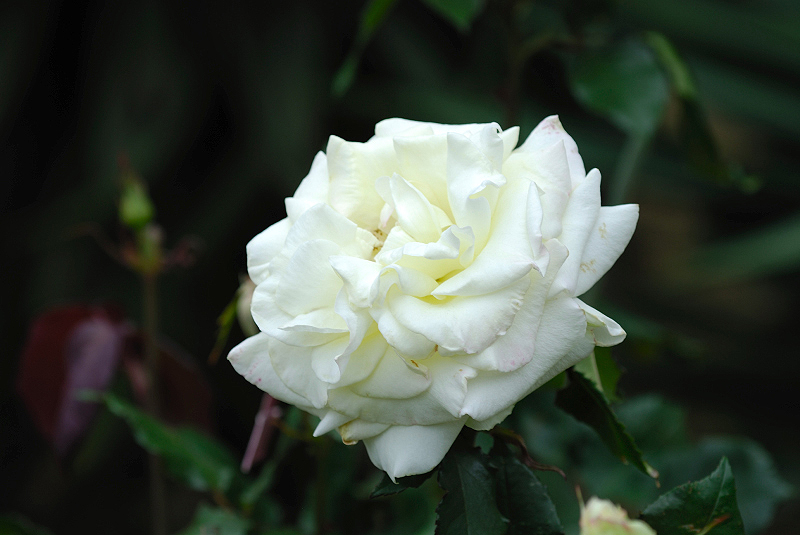 image0381