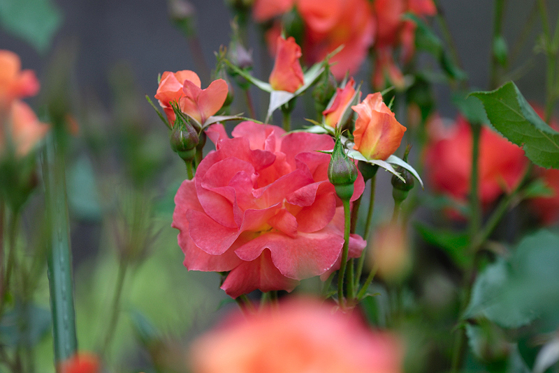image0382