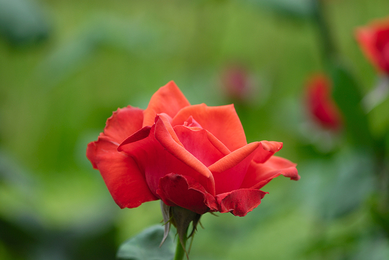 image0387