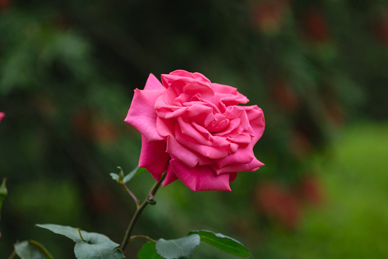 image0393
