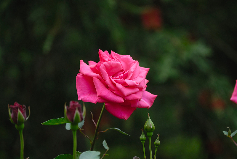 image0394