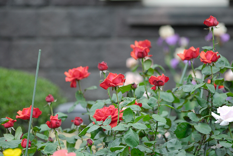 image0396
