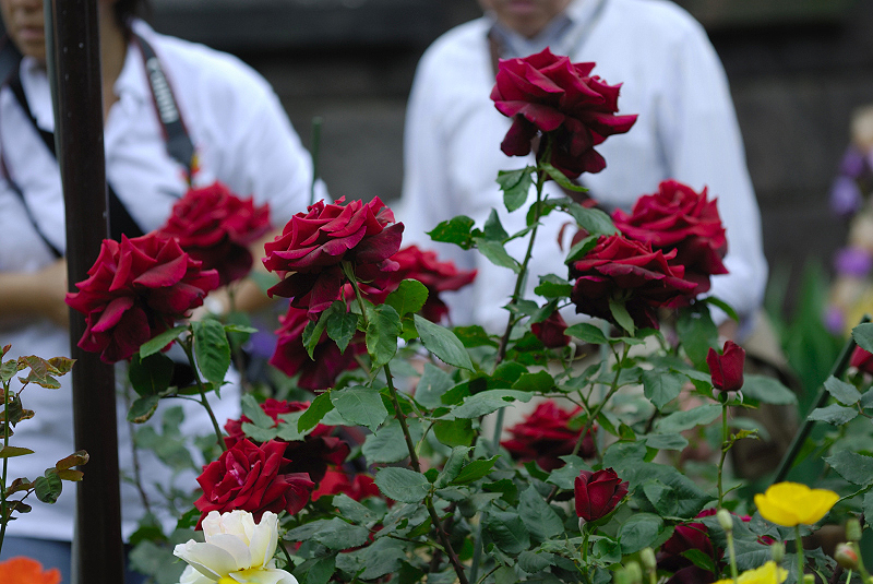 image0398