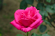 image0132