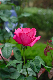 image0133