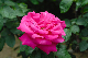 image0135