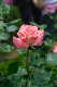 image0136