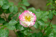 image0137