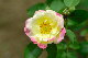 image0139